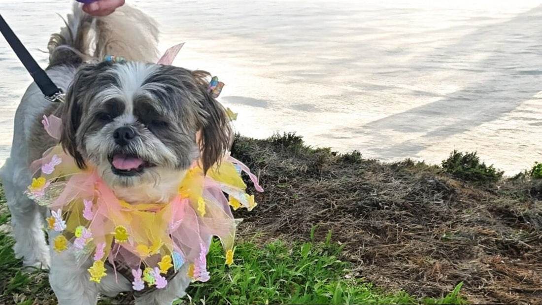 The final custom memorial notebook created for Ms. Frizzle, featuring hand-painted portraits and symbols that capture her joyful spirit and journey. A beautiful tribute to a beloved companion.