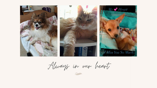 Banner with three beloved pets—a dog, a cat, and a puppy—alongside the text 'Always in our heart,' representing personalized pet memorial gifts from Petnoya.