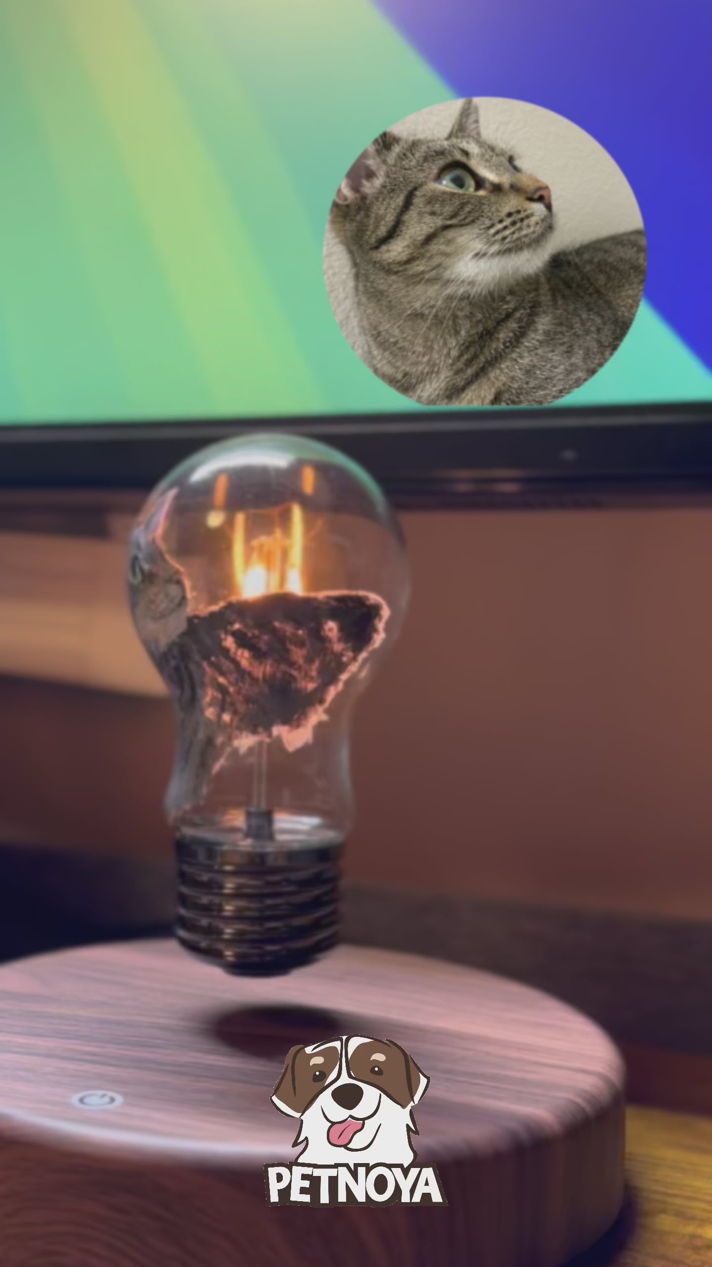 Custom floating pet portrait light bulb in action, levitating